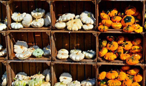 Decoration benefit from pumpkin yard cordes