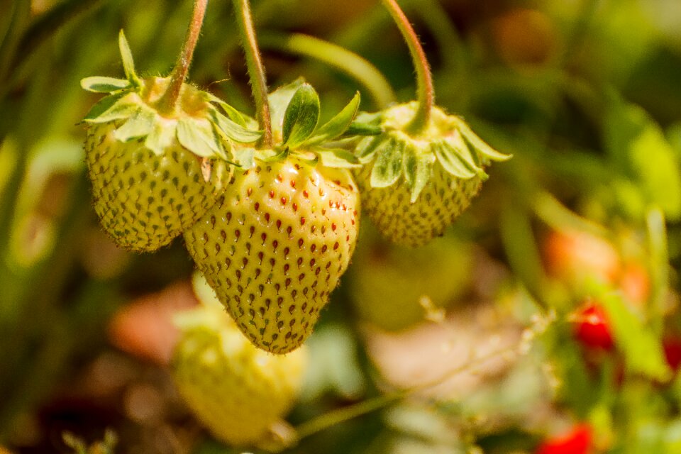 Immature fruits summer