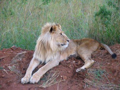 Kenya maasai-mara lion photo