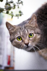 Grey kitten animal photo