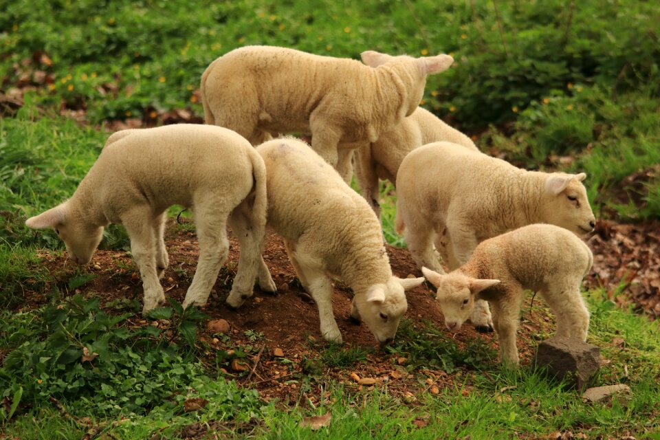 Cute schäfchen wool