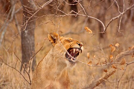 South africa bush leoni