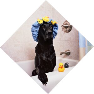 Funny bath time rubber ducky photo