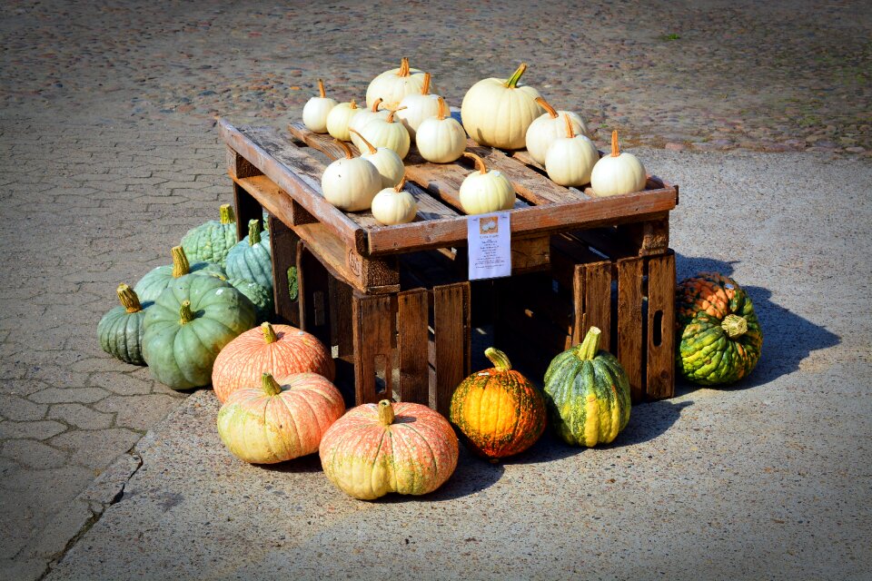 Decoration benefit from pumpkin yard cordes