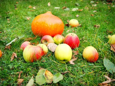 Pumpkin apple garden