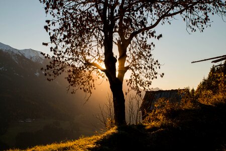 Sun mood forest