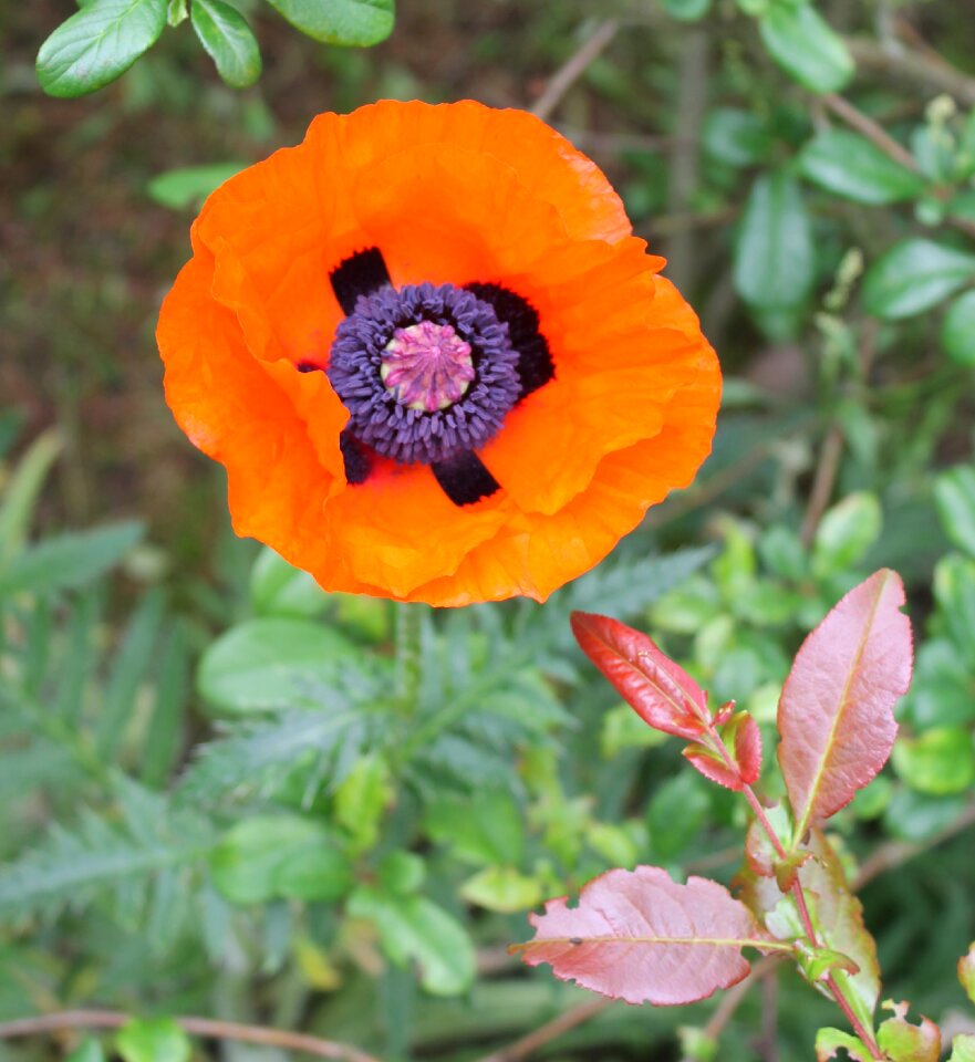 Garden flower nature