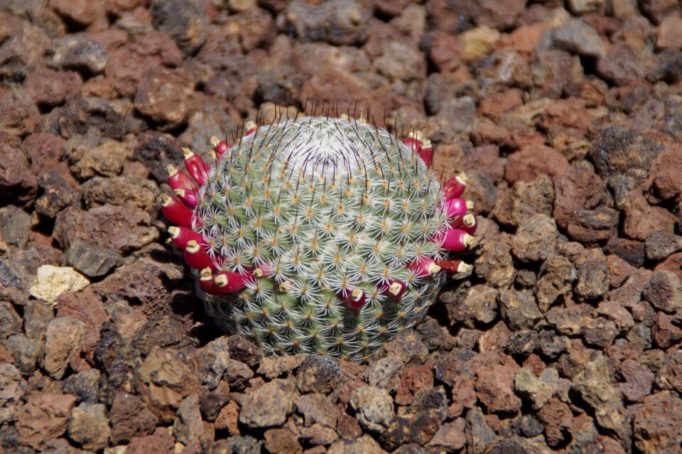 Exotic plant cactus greenhouse