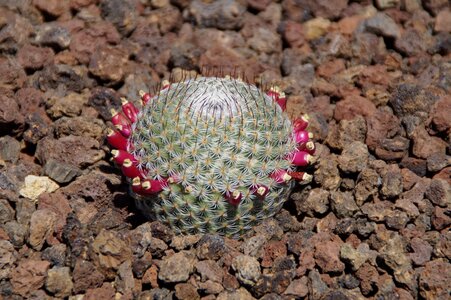 Exotic plant cactus greenhouse photo