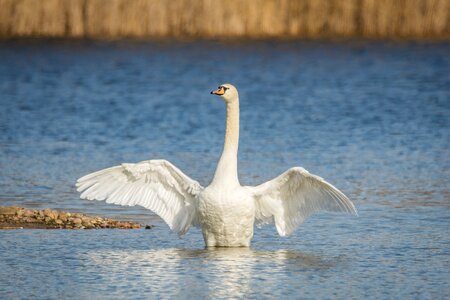 Water swans bird photo