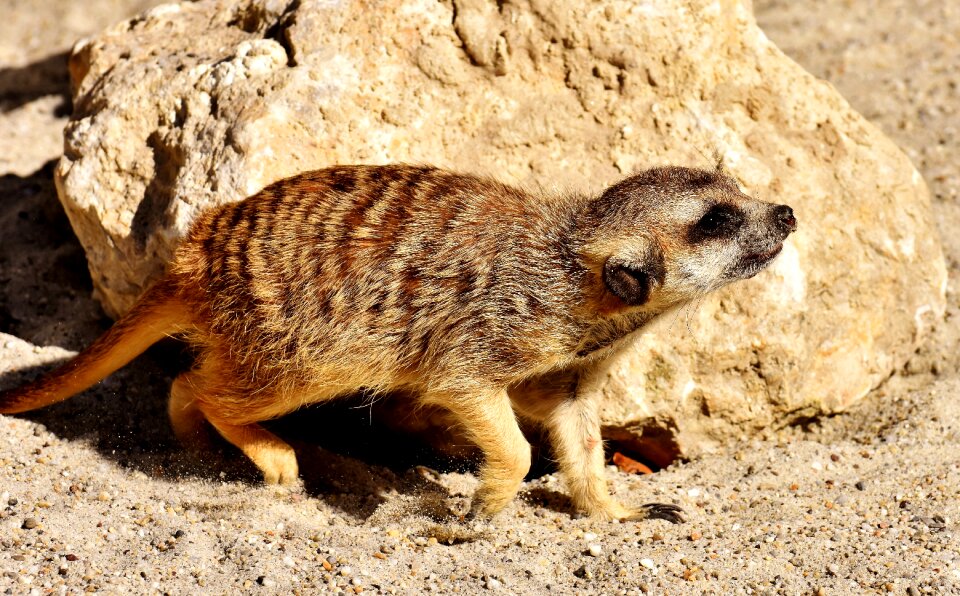 Animal nature mammal