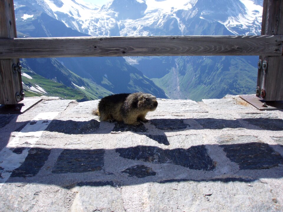 Marmot on grossglockner am großglockner marmot grossglockner