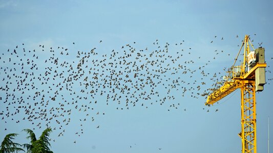 Bird migration migratory birds departure