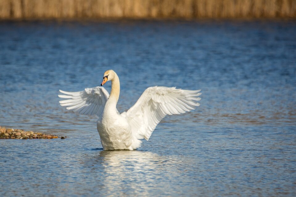 Water swans bird