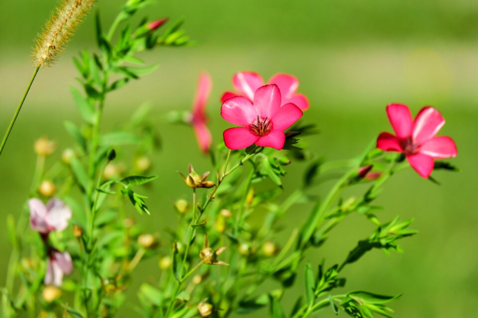Bloom red pointed flower