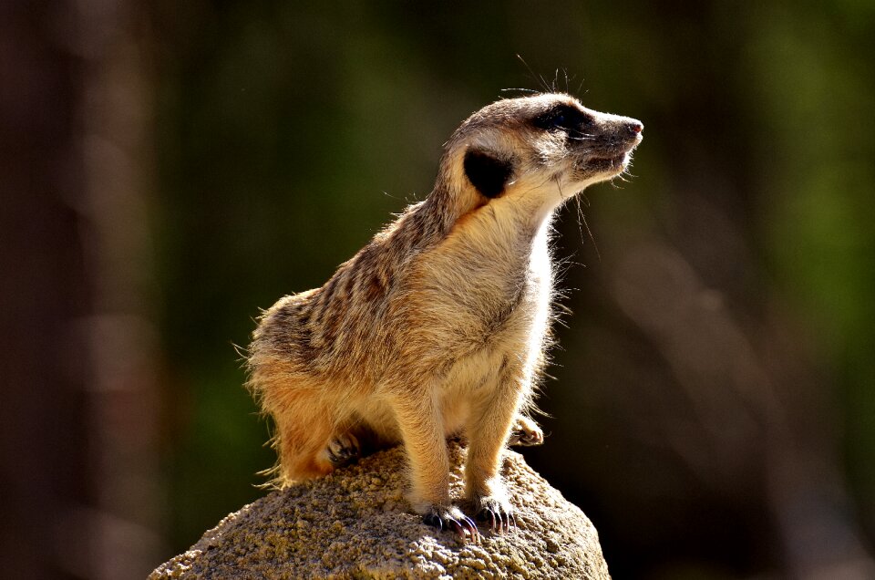 Animal nature mammal