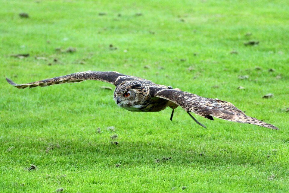 Bird wildlife prey photo