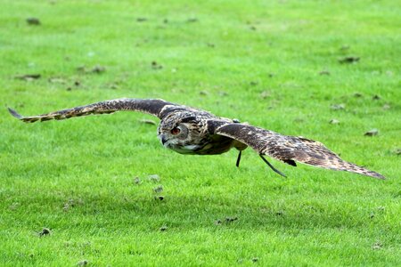 Bird wildlife prey