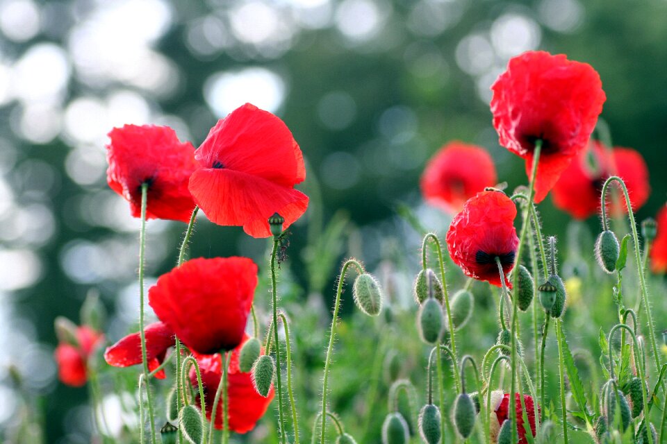 Red flowers nature