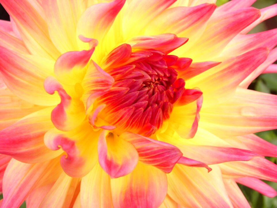 Asteraceae flower garden ornamental flower