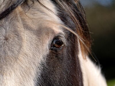 Nature face brown horse photo