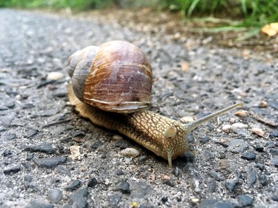 Grass shell natural