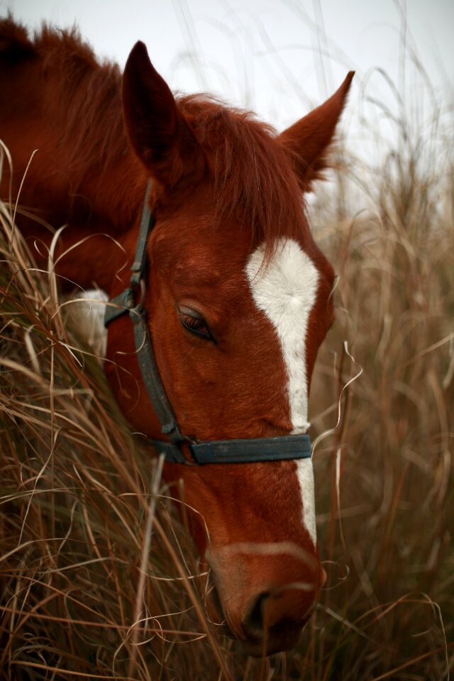 Horse hay autumn