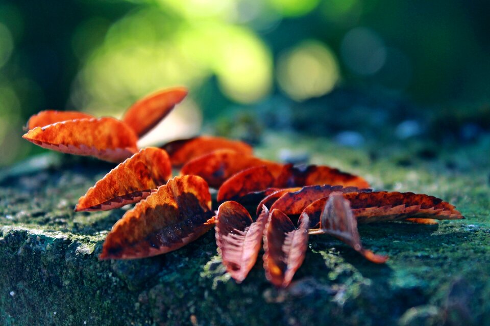 Foliage leaf forest fall color