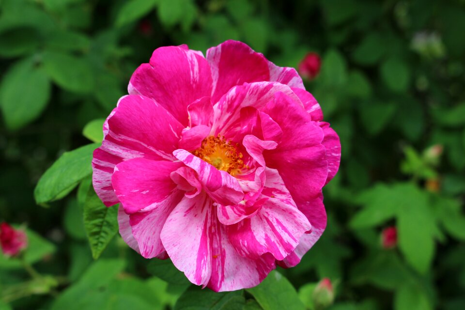 Rose close up violet photo