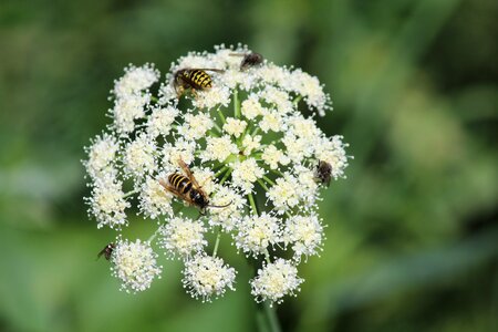 Green nature insect