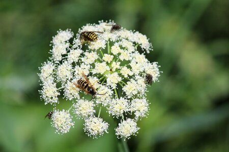 Green nature insect photo