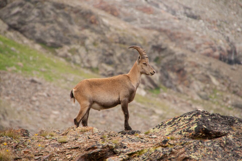 Wild animal animal shots stone goat