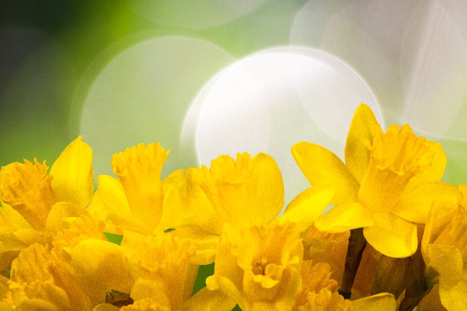 Blossom bloom yellow