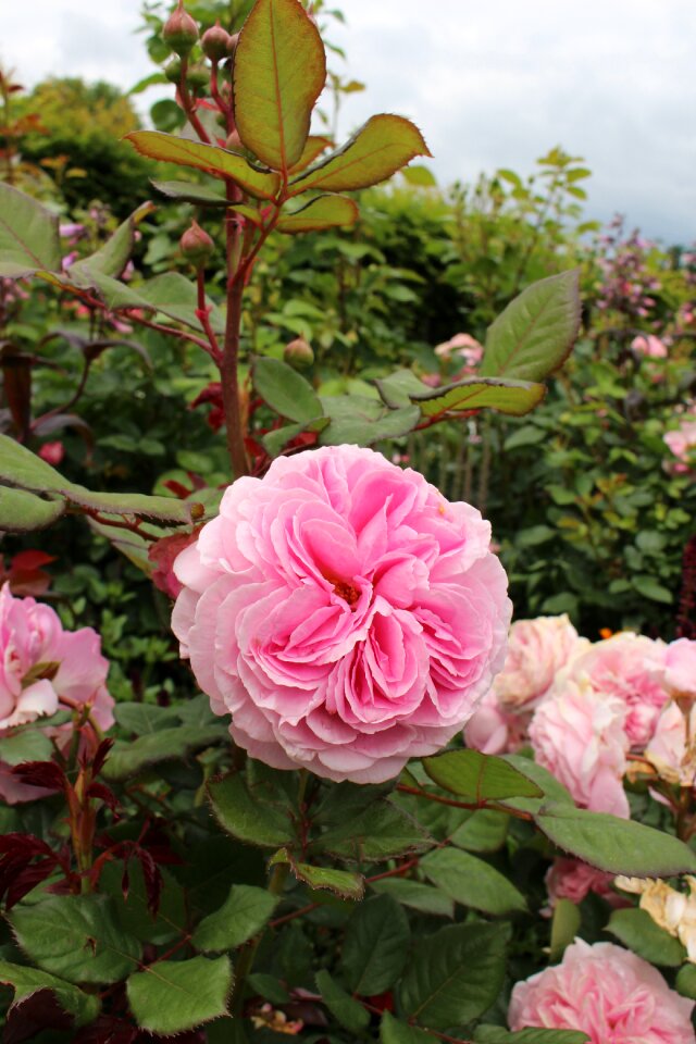 Rose pink garden rose bloom photo