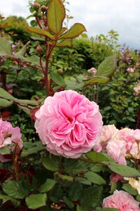 Rose pink garden rose bloom