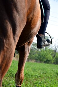 Shoe grass pony photo