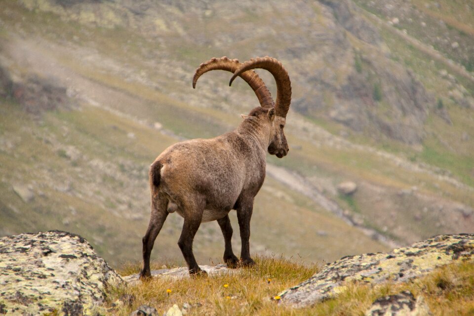 Alpine wild animal animal shots