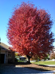 Autumn fall trees nature photo