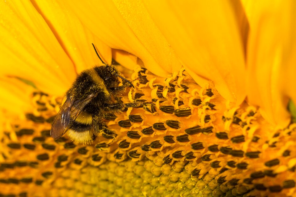 Insect pollen compositae fragrance
