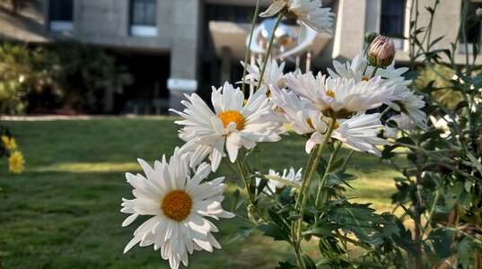 Garden bloom sunny