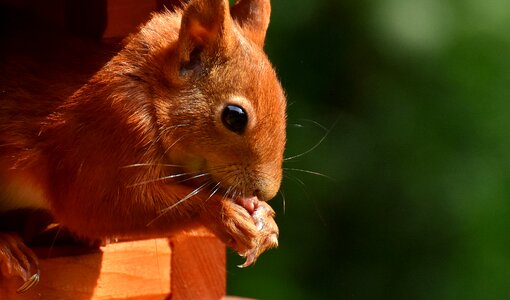 Rodent nature cute photo