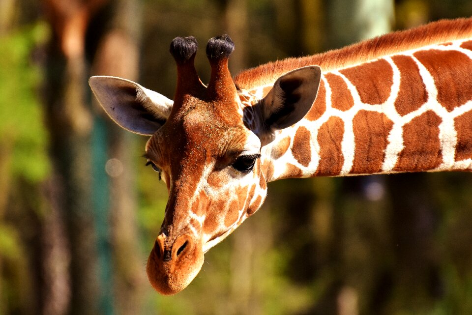 Long jibe animals africa