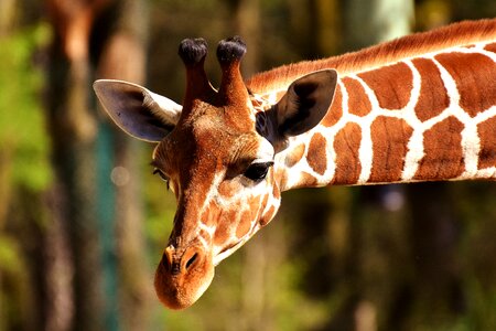 Long jibe animals africa
