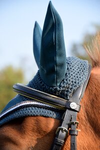 Bridle horse head ride