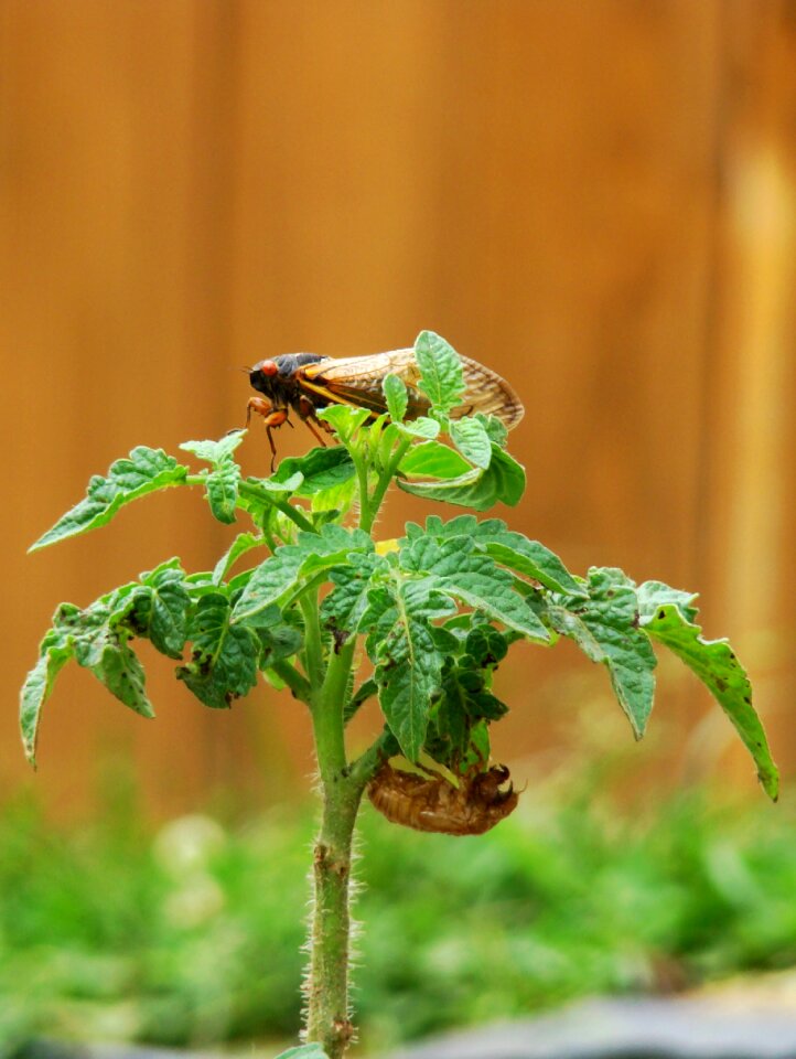 Magicicada periodical cicada garden