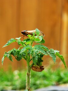 Magicicada periodical cicada garden