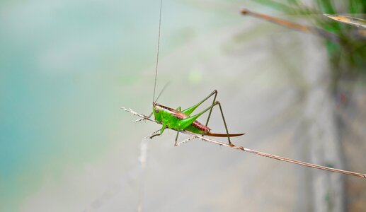 Green nature grasshopper photo