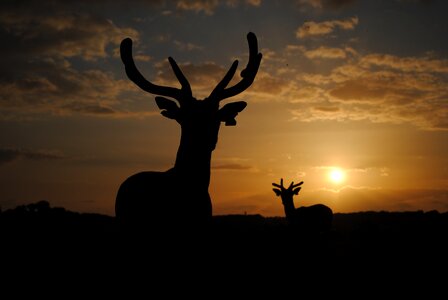 Horns silhouette fallow photo