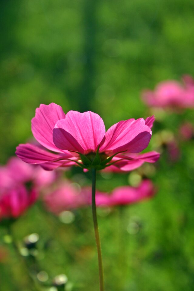 Bloom pink flower cosmos