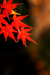 Wallpaper maple close-up